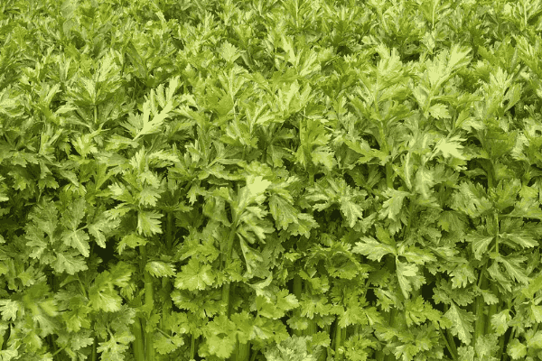 有机芹菜秋季种植技术(有机芹菜秋季种植技术要点)